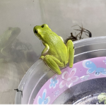 Frustrated frog