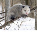 Opossum