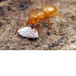 Home Orange ants united