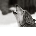 Howlers of The Moon
