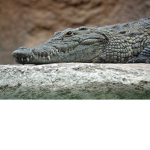 {crocodile}