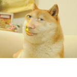 dutchie wolfs
