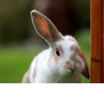 hello everyone RABBITS RULE