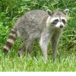 Raccoons central