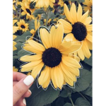 yello • daisy | fan club