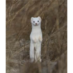 Weasel Land Resort Project