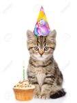 Da Cat Party