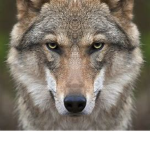 wolfwarsgroep