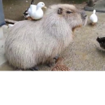 The Duckybara Gang