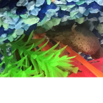 Froggy Syd Fan Club