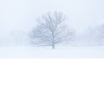 Blizzard Co