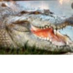 Gator Army!