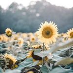 Floral Flowers <3
