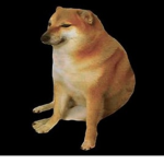 only sly dogs
