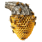Ram's Beehive
