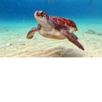 Turtle-Nations