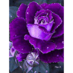 Purple The Perfect Roses