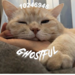 · ｇｈｏｓｔｆｕｌ·