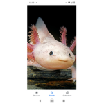 Love any axolotls