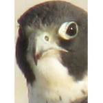 Bird and life