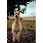Segzy lama<3