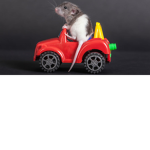 THE CULT OF THE RATS/THE EPIC RATS