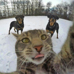 DOGI:D