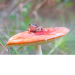 The Mushrooms and The Frogs