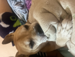 We love and care for dog’s