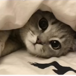 Kittydhc<3
