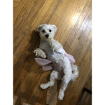 Join the dogy dog group so the dogy gets so cute