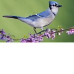 Flower Bird