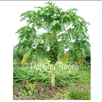 Papaya Tree’s Official Group