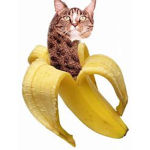 Sussy Banana Cats
