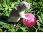 rAt FaRm :>