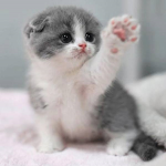 !purrfect!