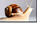 Snail man