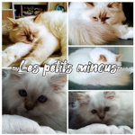 ~Les petits minous~