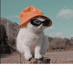 ᴛʀᴏᴘɪᴄᴀʟ sᴜɴsᴇᴛ<3
