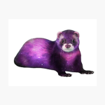 Galaxyferret