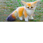 Le ppy Fox squad