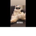 CAT_BOSS