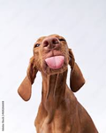 Dogy man