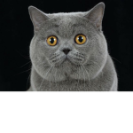 Lucky Catss