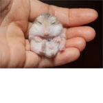 Baby Hamsters fan group