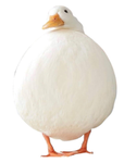 Chonky duck group