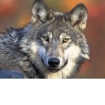 Wolf YT army