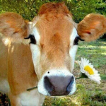 LE MOO MOO ARMY