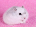 Hammy The Hamster Group