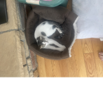 Cats life’s